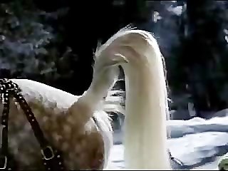 Romantic Sleigh Ride